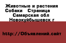 Животные и растения Собаки - Страница 10 . Самарская обл.,Новокуйбышевск г.